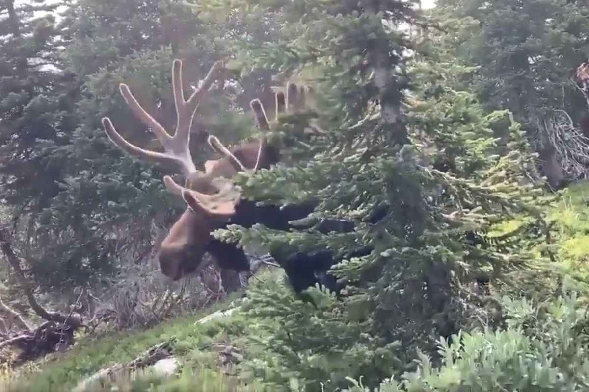 Massive bull moose charges at Colorado hiker in scary POV video