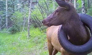 Wildlife Officers Spot Elk With Tire Around Its Neck for 2 Years, Remove Rubber Burden Finally