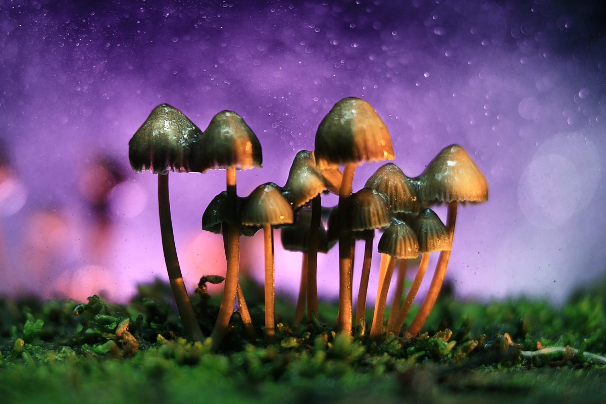 peak:-you’re-not-hallucinating,-magic-mushrooms-could-become-colorado’s-new-societal-ill