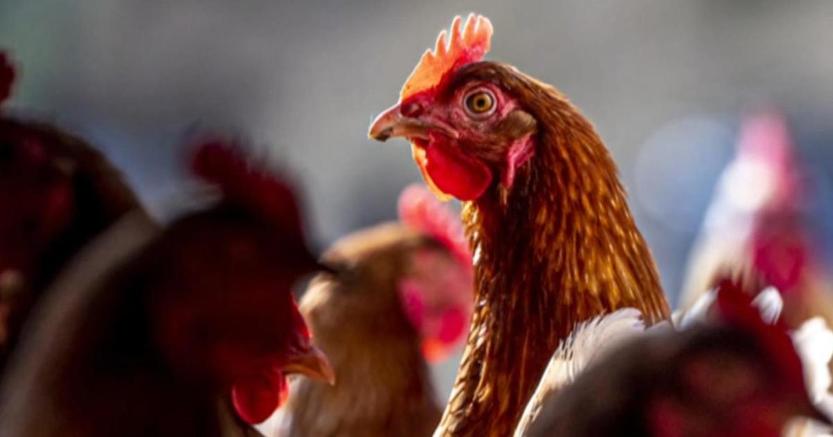 Bird flu spreads among Colorado poultry workers…