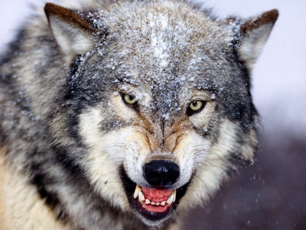 peak:-government-allows-ranchers-to-kill-wolves-to-protect-working-dogs,-but-not-pets