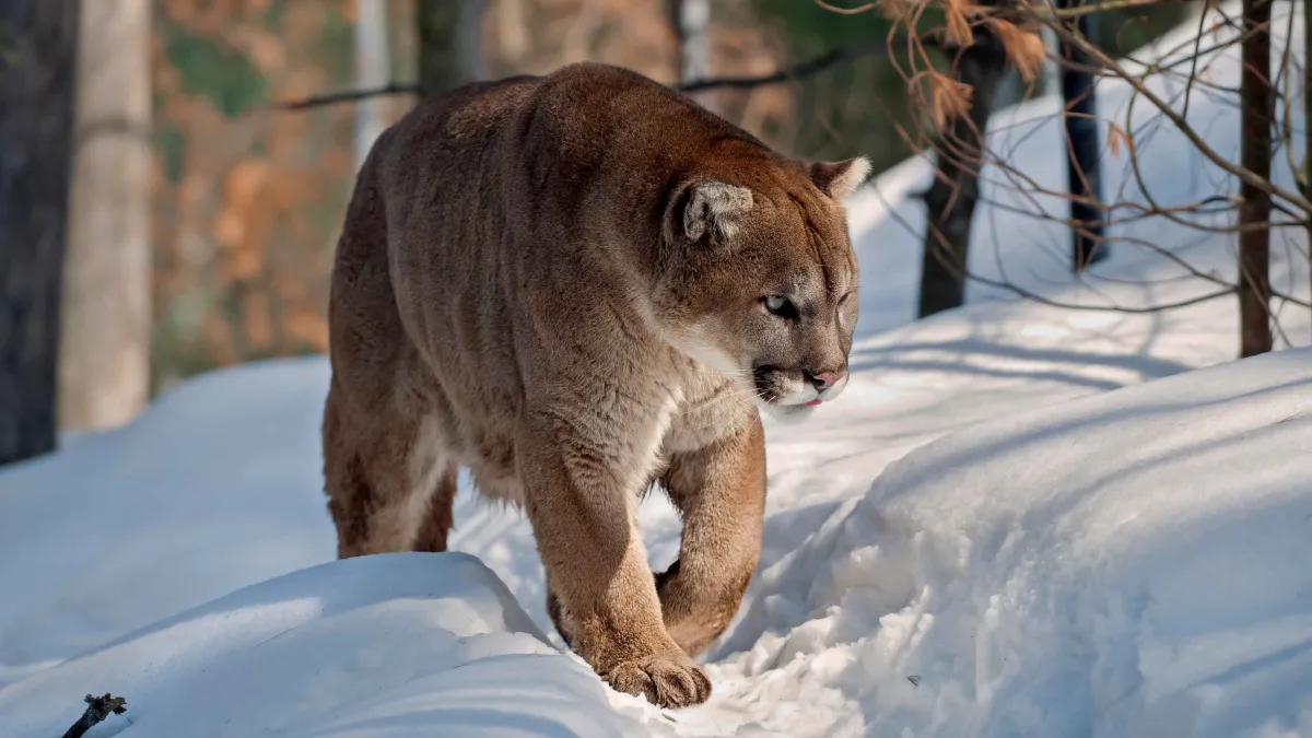 page-two:-measure-banning-mountain-lion-hunting-qualifies-for-colorado’s-statewide-ballot