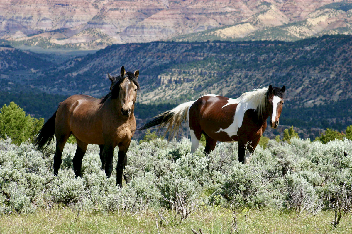 peak:-biden/harris-remember-to-staff-grand-junction-blm-office-as-election-nears